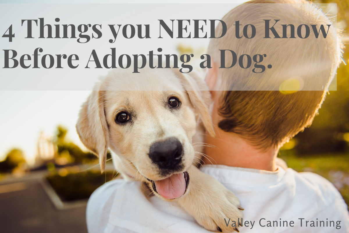 4 Things you NEED to Know Before Adopting a Dog. Valley