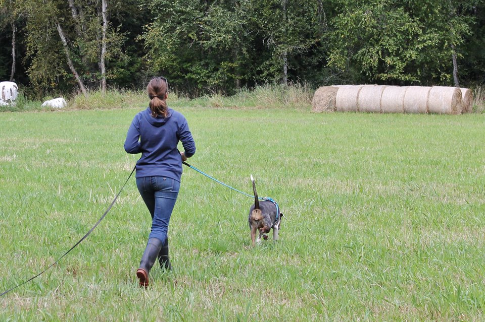 Tracking and Scent Detection Valley Canine Training