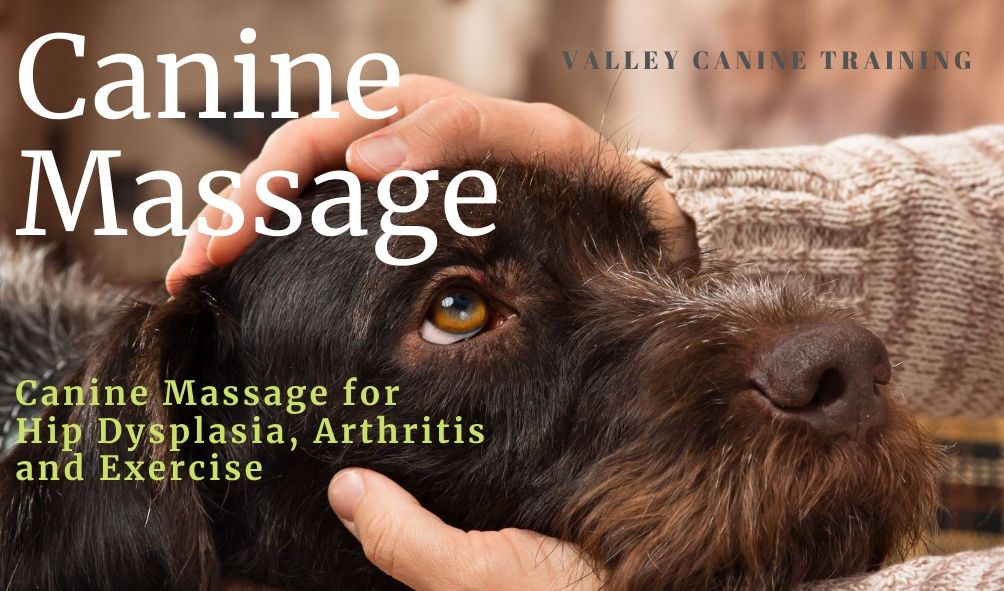 Should Dogs With Hip Dysplasia Exercise