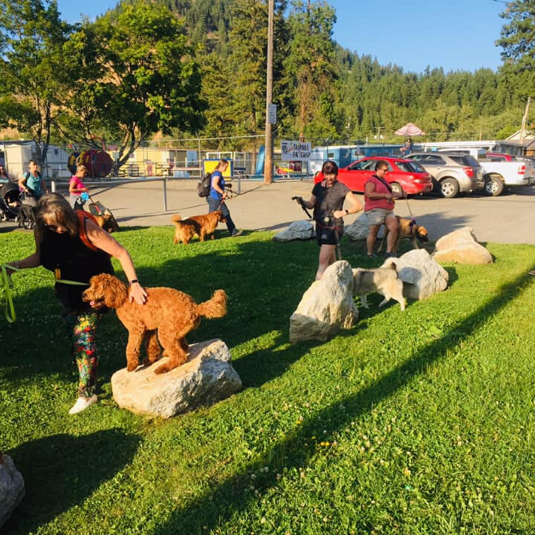Canine Club Classes - Dog training Vernon and Lumby BC