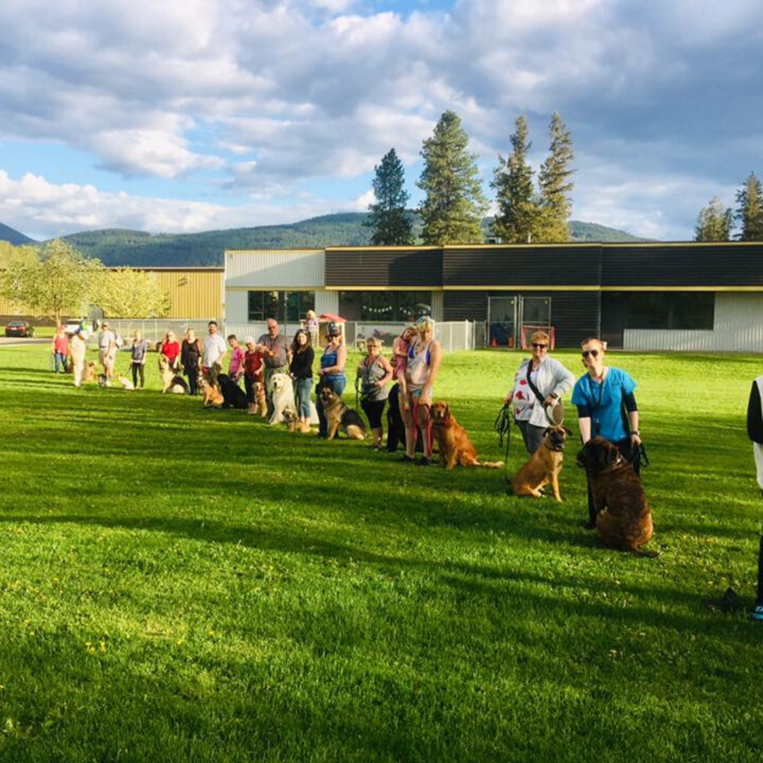Canine Club Valley Canine Training