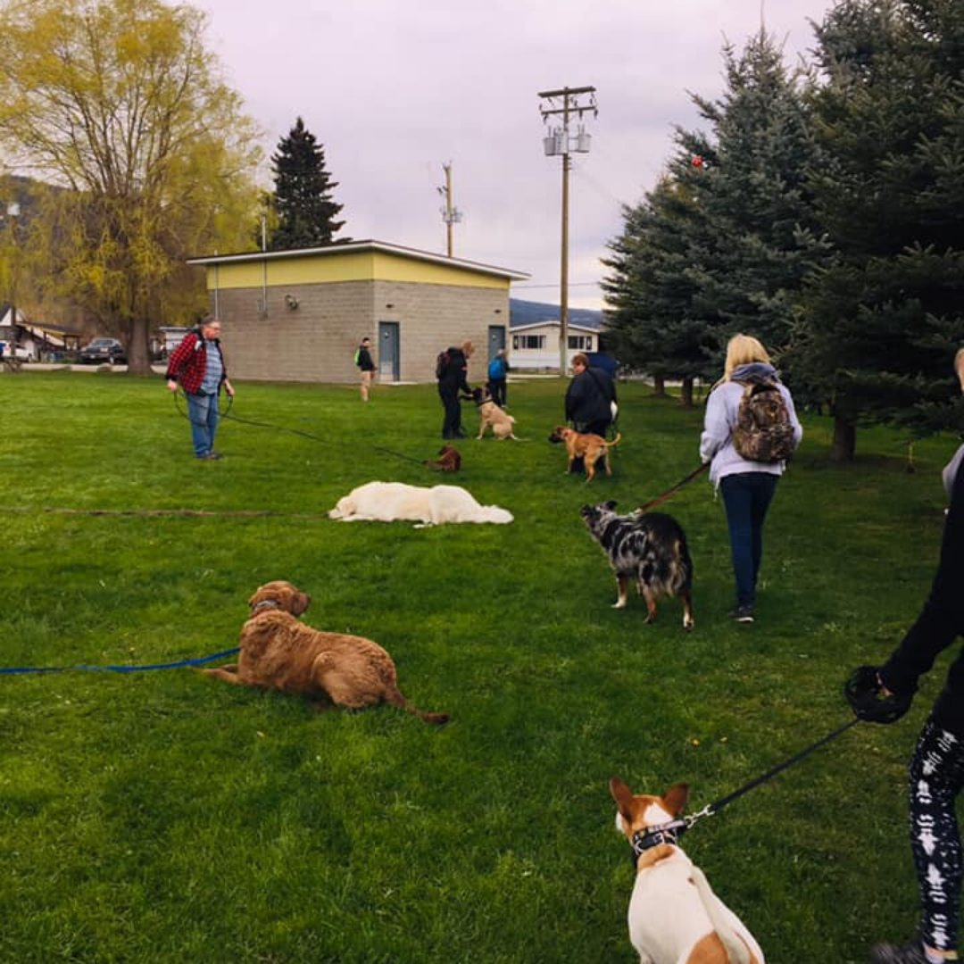 Canine Club Valley Canine Training