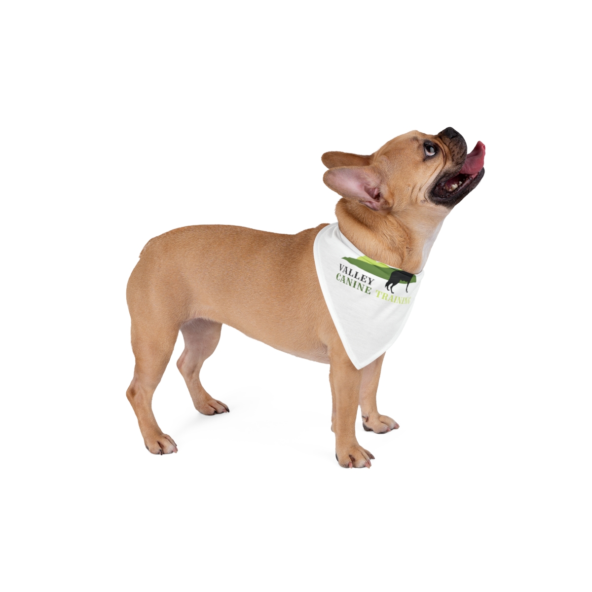 Valley Canine Training Pet Bandana - Image 4