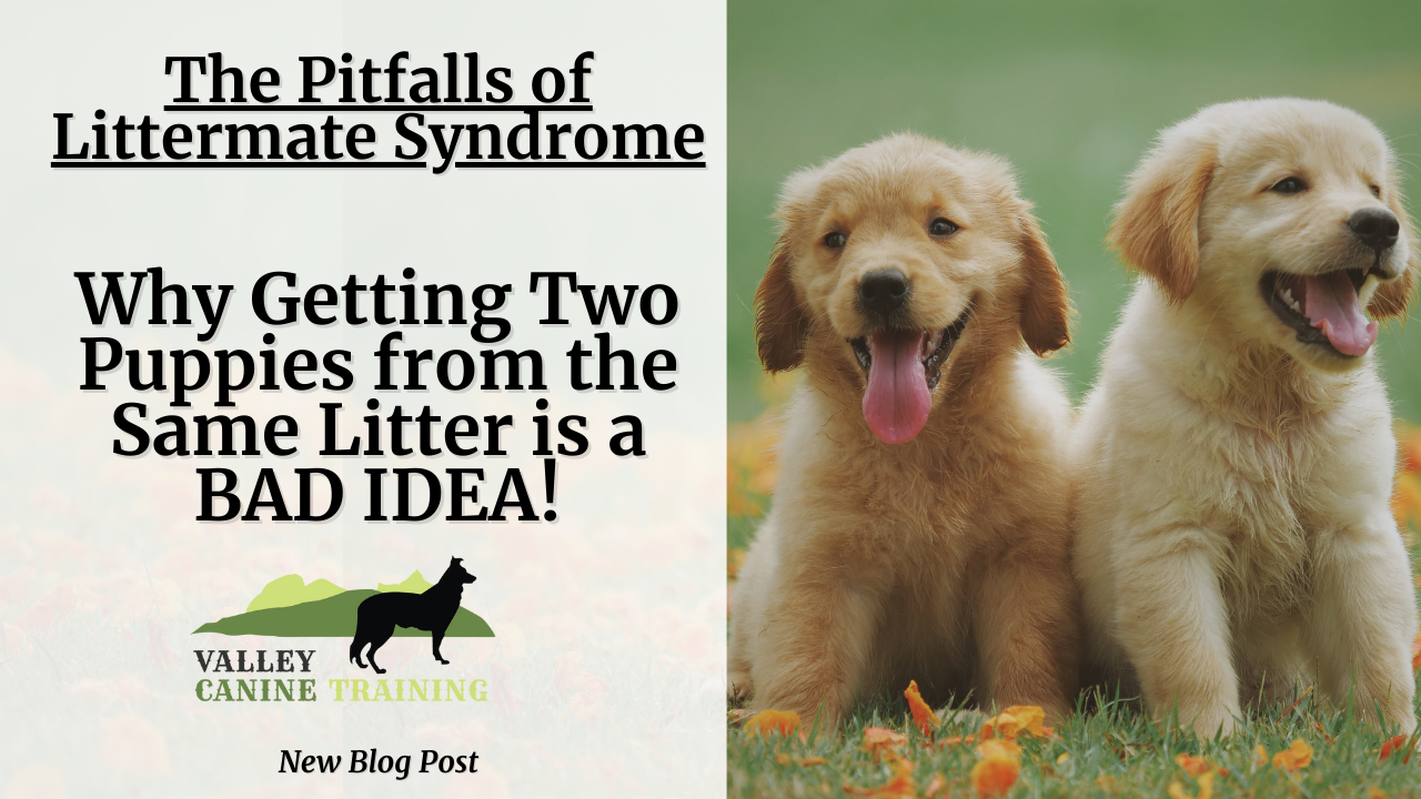 “The Pitfalls of Littermate Syndrome. Why Getting Two Puppies from the Same Litter is a BAD IDEA